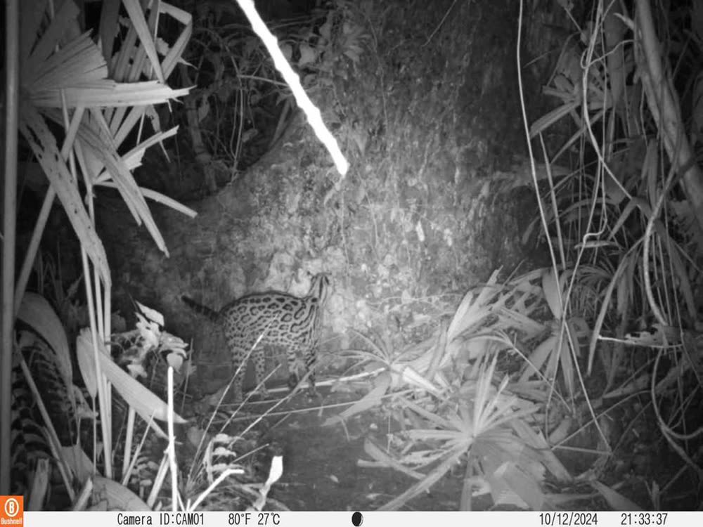 Registro nocturno de cámara trampa: un felino manchado cruza el sotobosque a las 21:33. El aparato fecha y mid